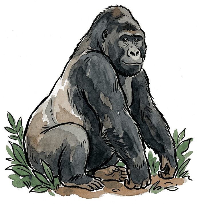 Mountain Gorilla — illustration of a silverback in the Virunga forest